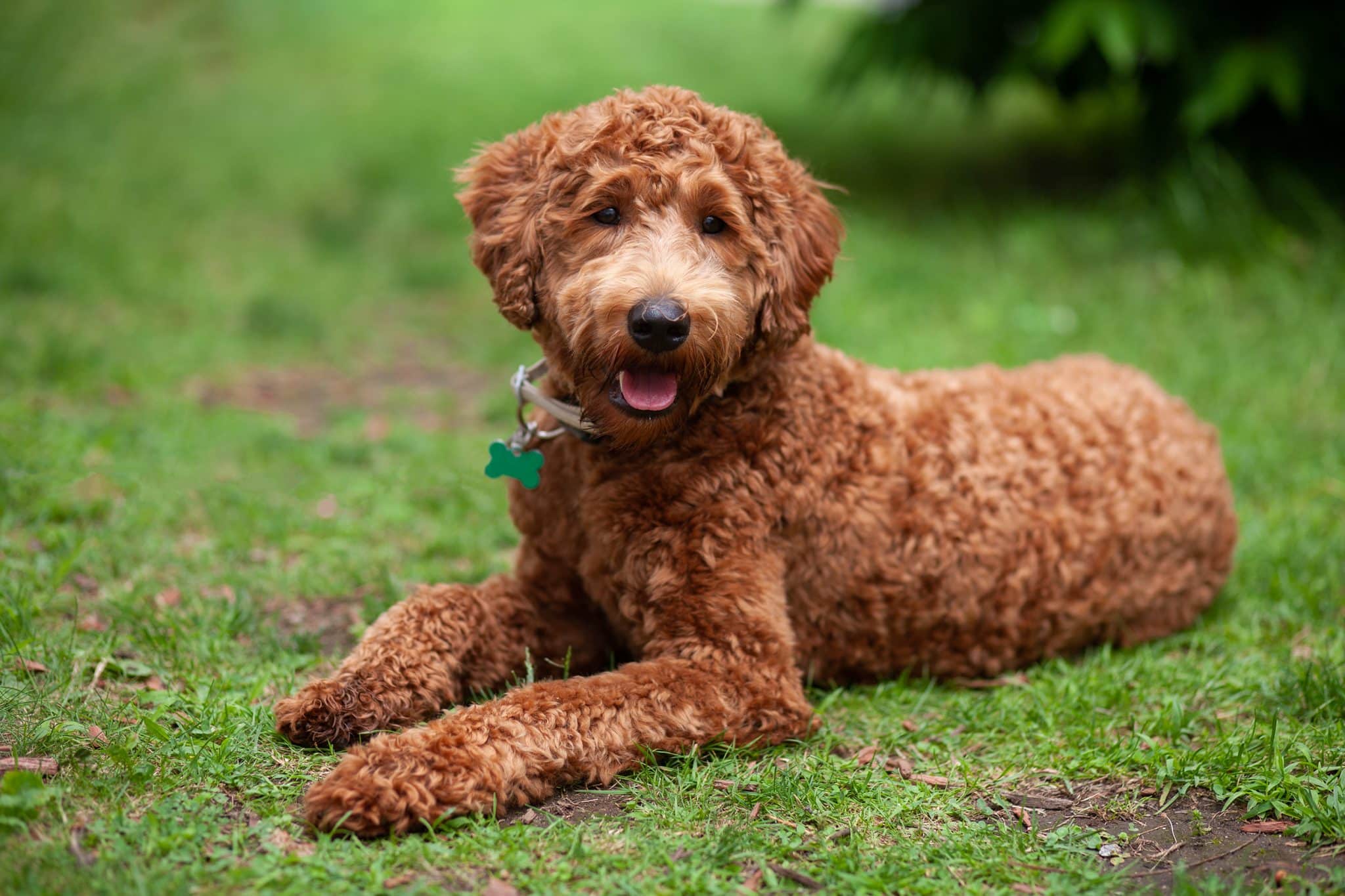15 Best Travel Products for Your Labradoodle