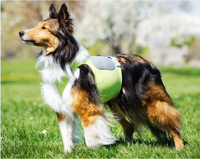 15 Tested Products for Summer Hiking With Your Dog