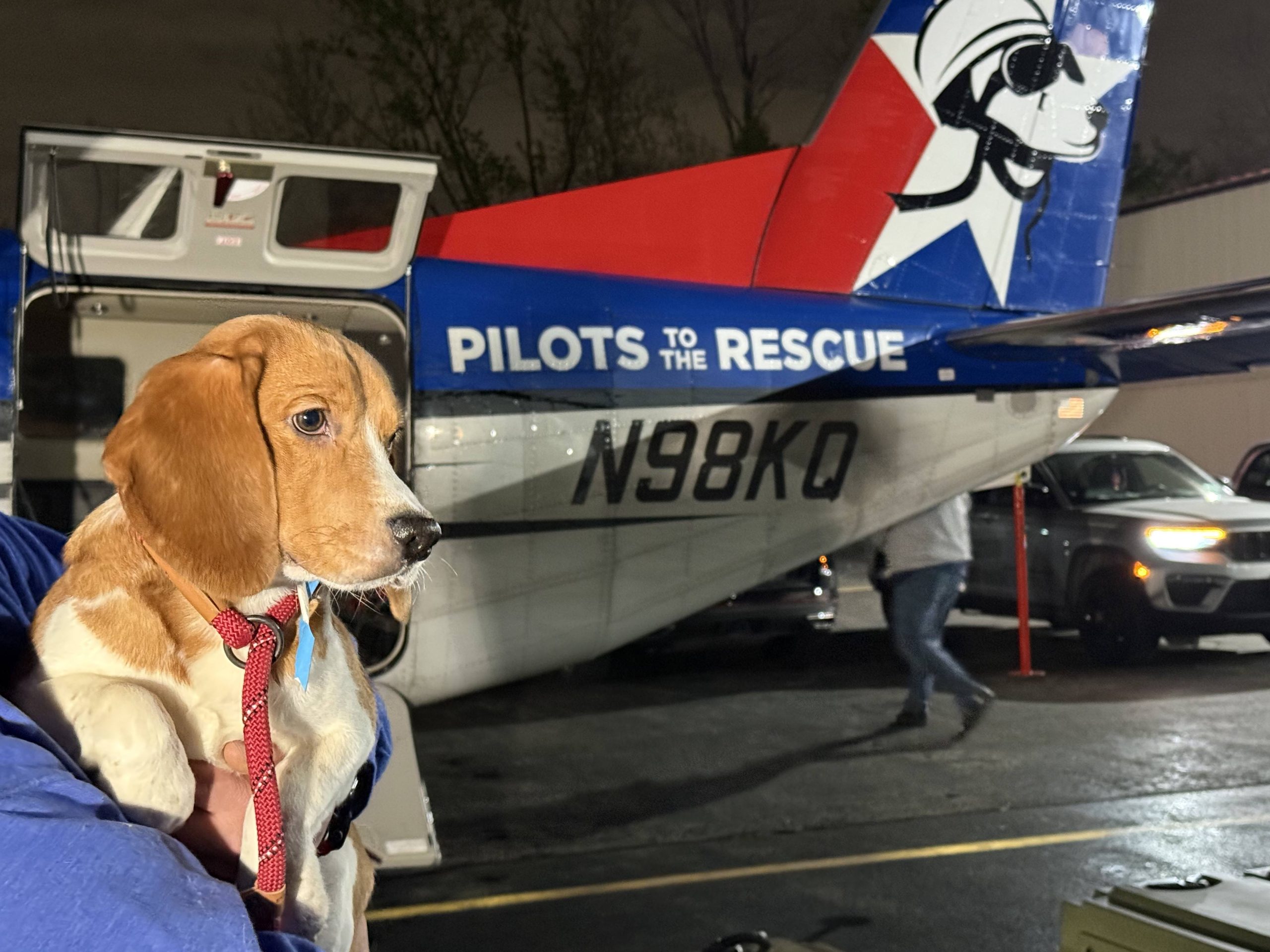 1,500 Beagles Rescued from Wisconsin Lab Farm and Rehomed