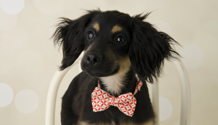 5 Cute Halloween Accessories for Dogs Who Hate Costumes
