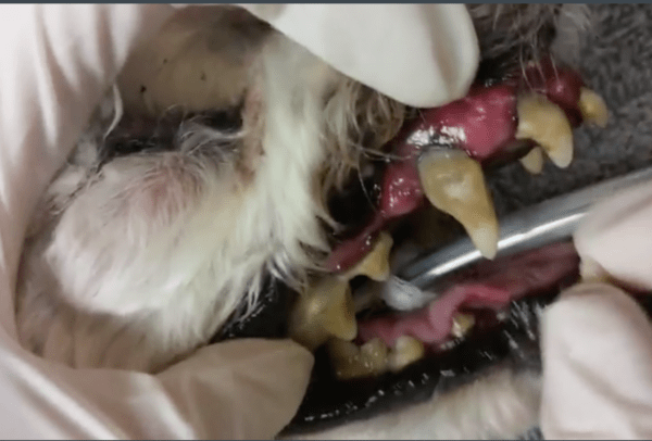 5 Serious Illnesses Canine Dental Disease Can Cause