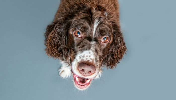 500 Irish Dog Names for Your New Puppy