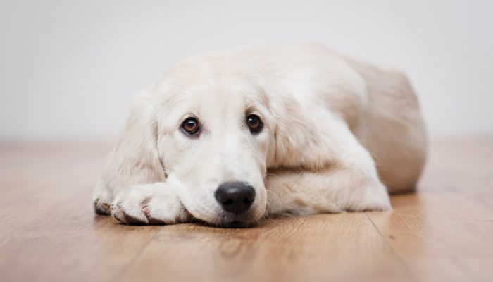500 Modern Dog Names for Your New Puppy