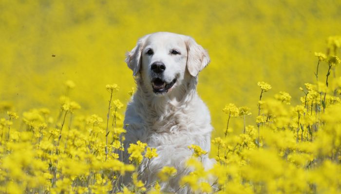 500 Polish Dog Names for Your New Best Friend