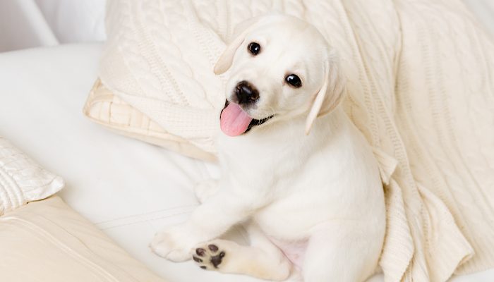 500 Russian Dog Names for Your New Best Friend