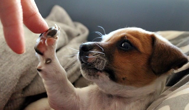 6 Signs Your Dog Is Your Firstborn Child