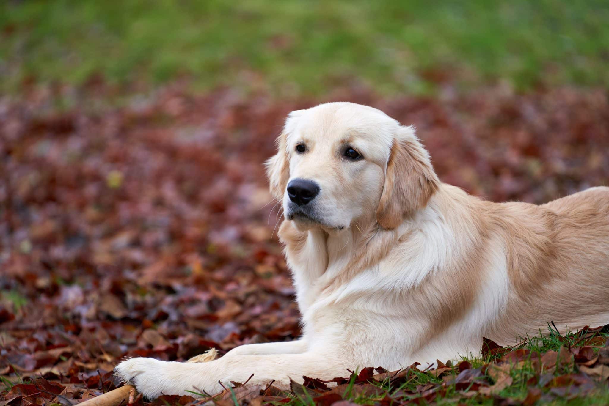 6 Things to Know When Choosing a Joint Supplement for Golden Retrievers