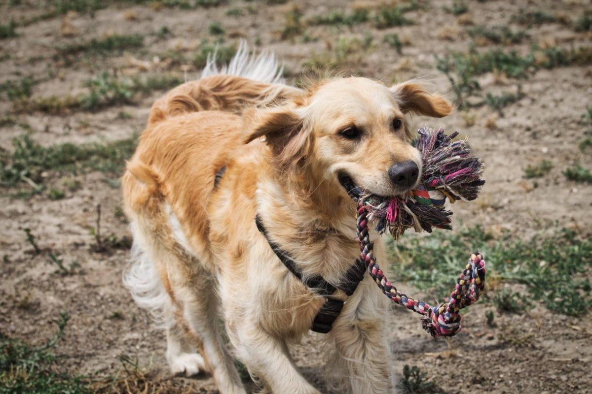 7 Playful Dog Breeds That Never Lose Their Puppy Spirit