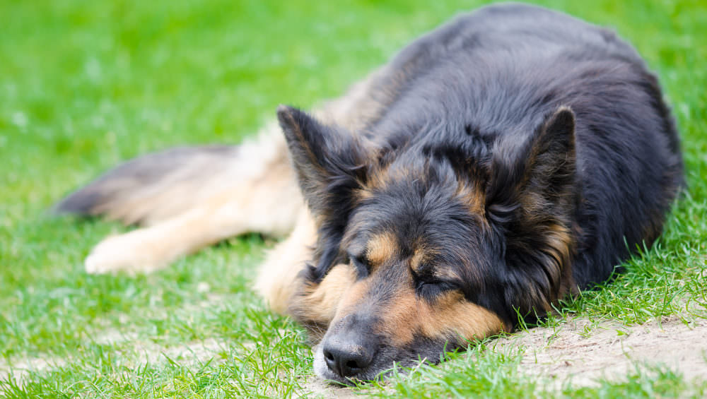 8 Natural Remedies to Help Your German Shepherd Stop Scratching