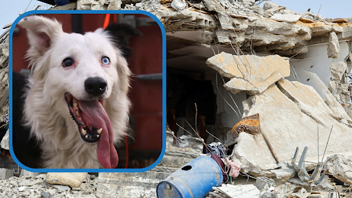 Abandoned Border Collie Became Venezuela's Earthquake Search-and-Rescue Hero
