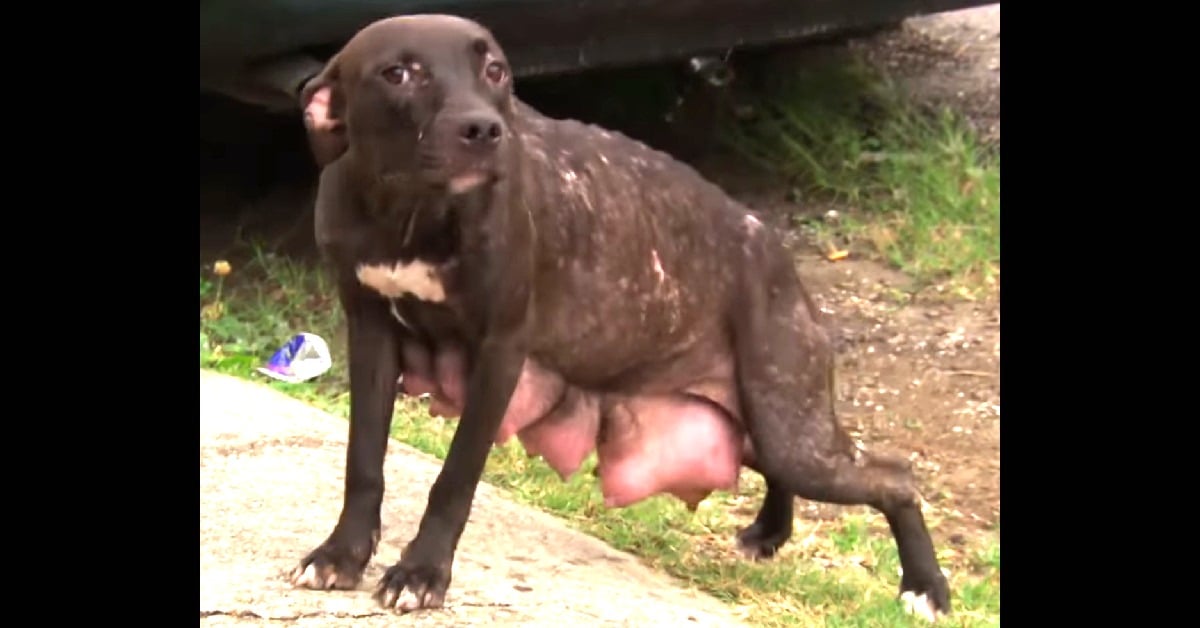 Abandoned Pit Bull Reunited With Her Puppies by New Orleans Rescue