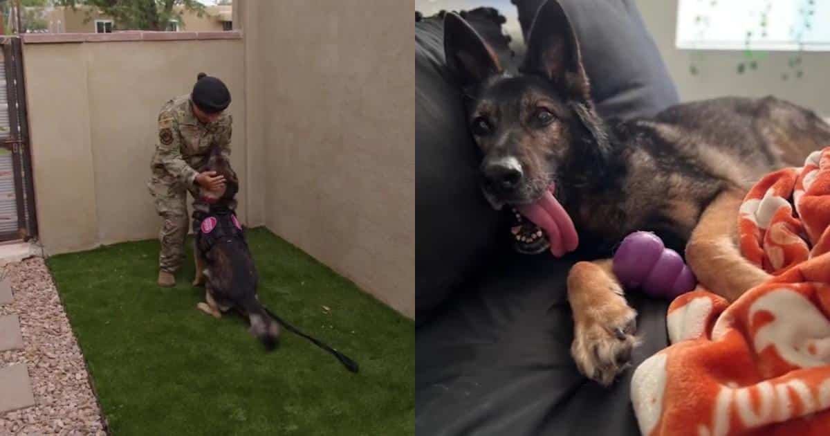 Airman Adopts Retired Military Dog After Eight-Month Reunion Effort