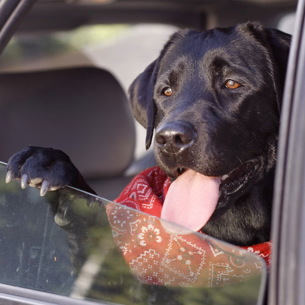 AKC's New Hot Car Policy Carries Fines Up to $10,000
