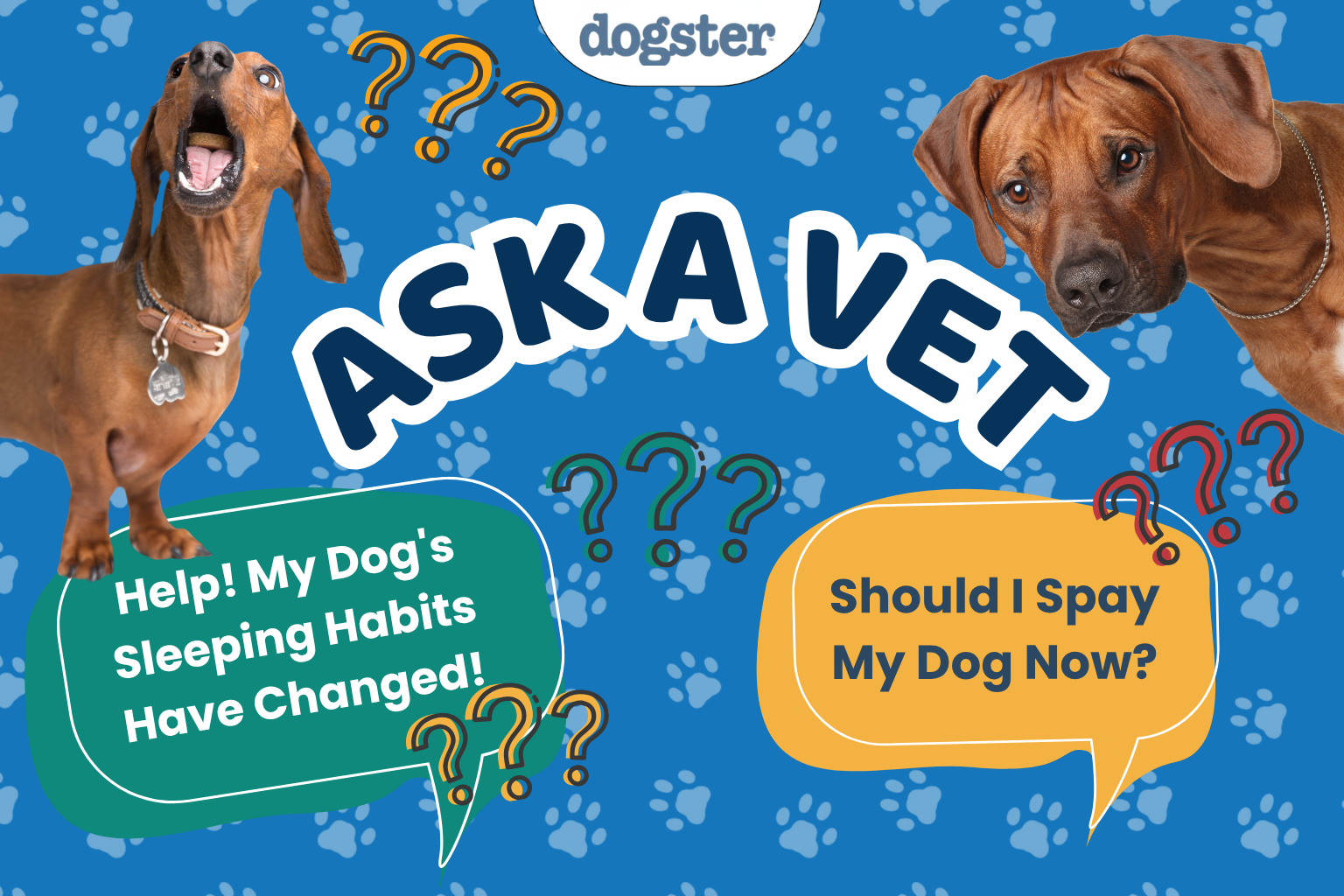 Ask Dr. Paola: Sleeping Spots and Spaying Timing Questions