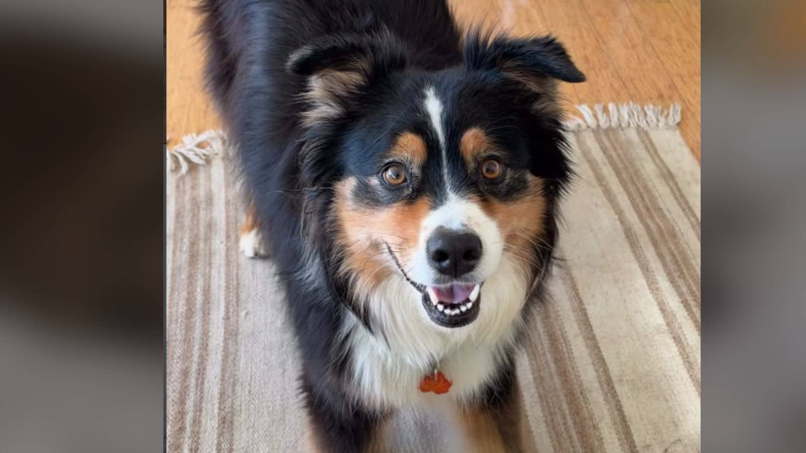 Australian Shepherd Tricks Owner Into Leaving Kitchen to Steal Dinner