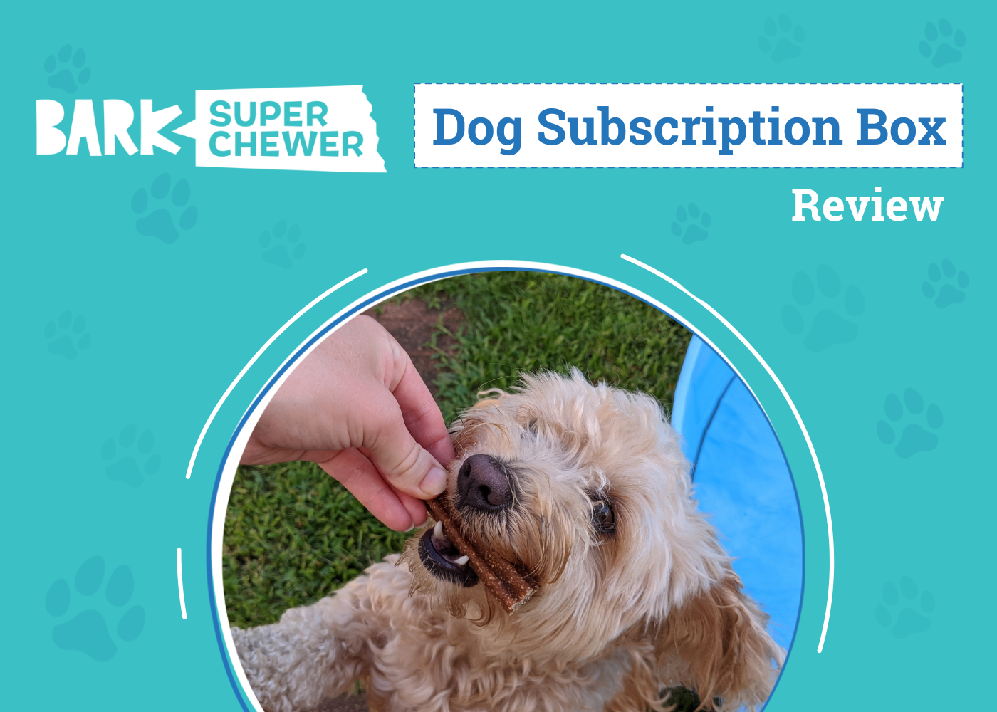 BARK Super Chewer Dog Box Review: Is It Worth It?