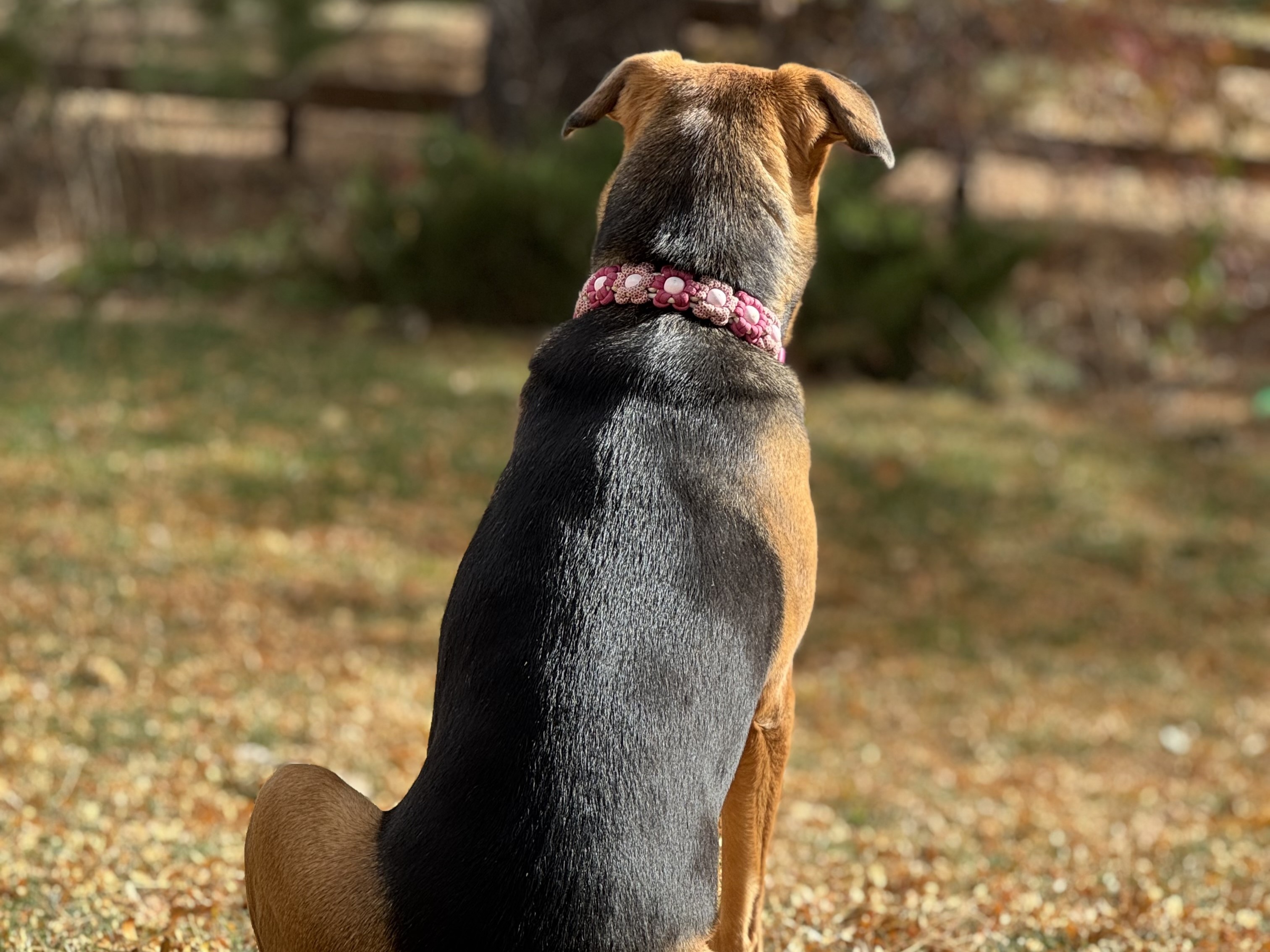 Behavioral Euthanasia: One Owner's Story of Letting Murphy Go