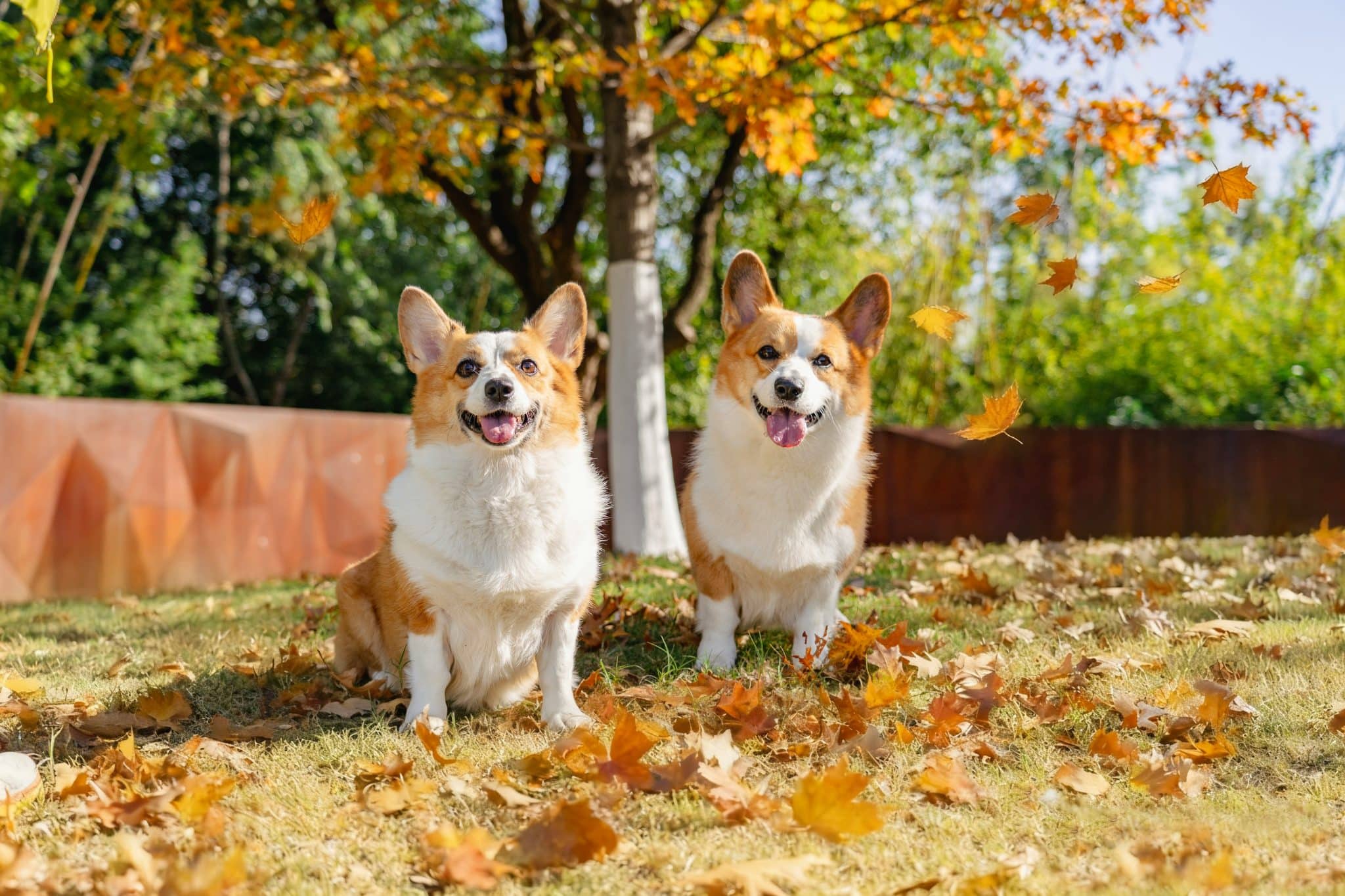 Best Allergy Supplements for Dogs: 9 Top Picks
