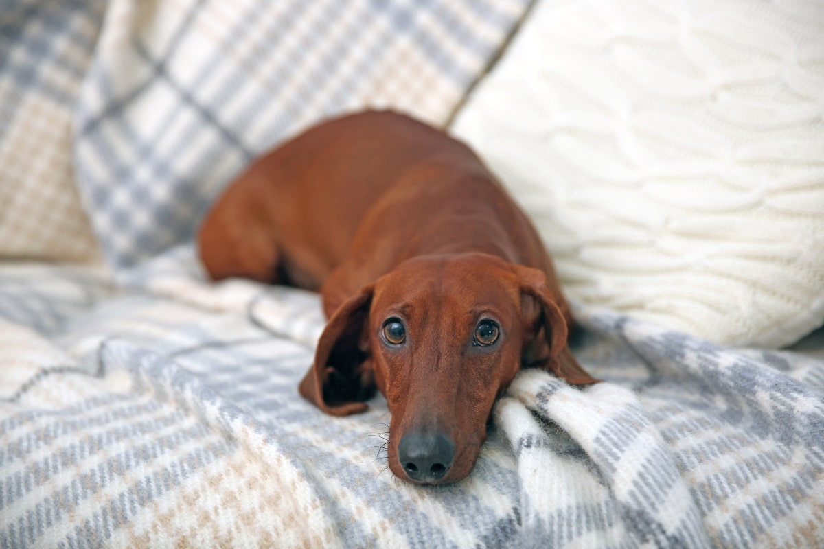 Best Beds for Senior Dachshunds: Top Picks by Type