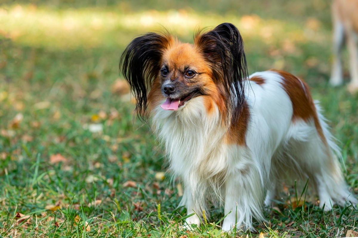 Best Beds for Senior Papillons: 8 Top Picks