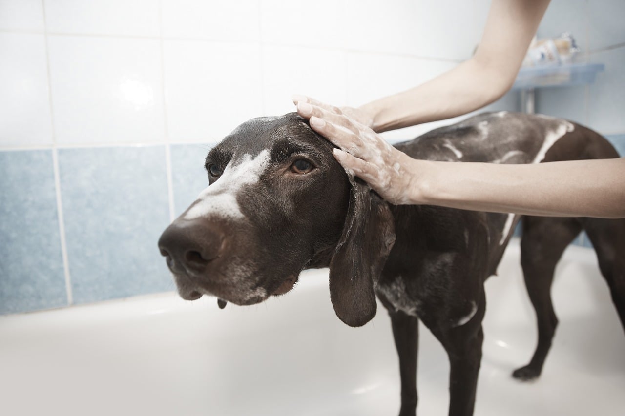 Best Deshedding Shampoos for Dogs: Top Picks Reviewed