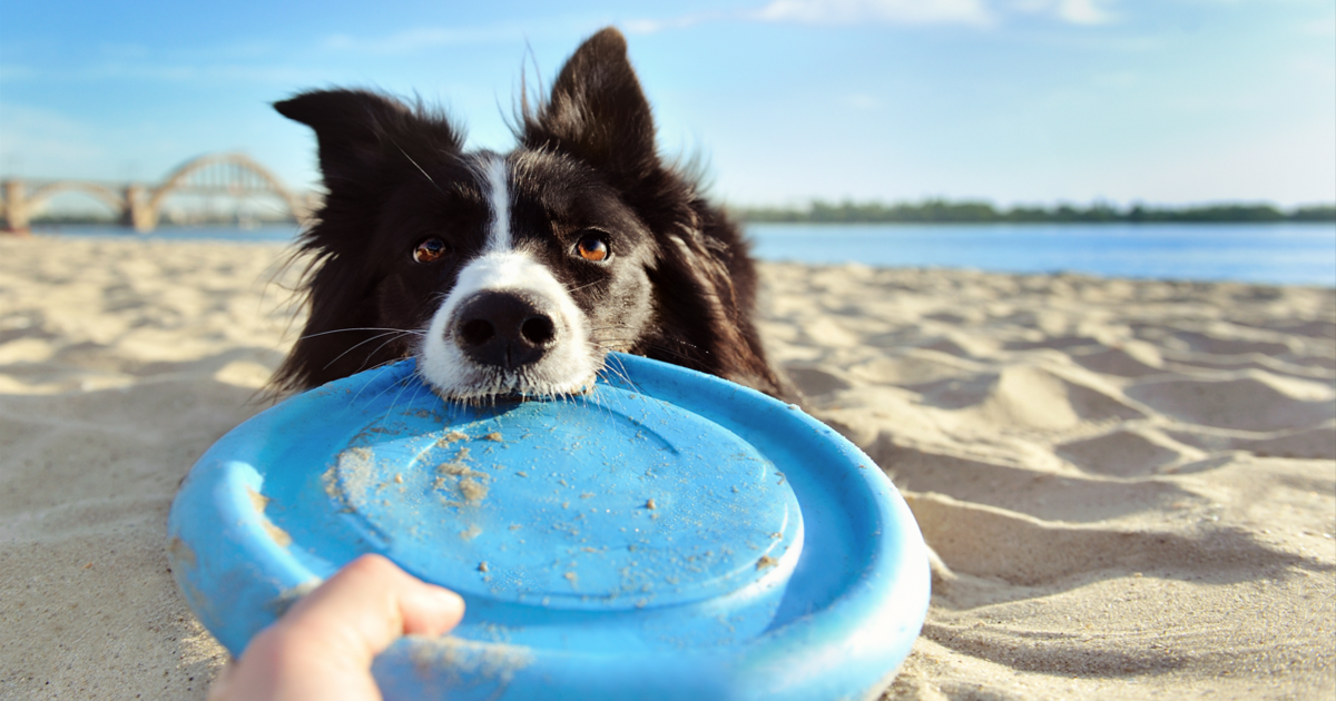 Best Dog Beach Toys: A Buyer's Guide and Top Picks