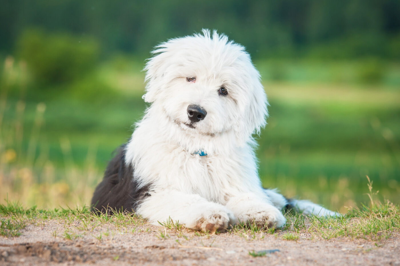 Best Dog Beds for Old English Sheepdogs: 11 Top Picks