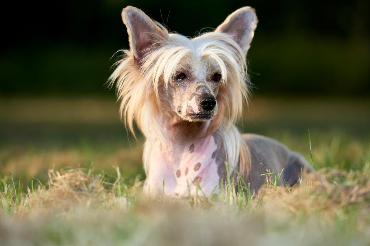 Best Dog Foods for Chinese Cresteds: Fresh, Kibble, and Raw