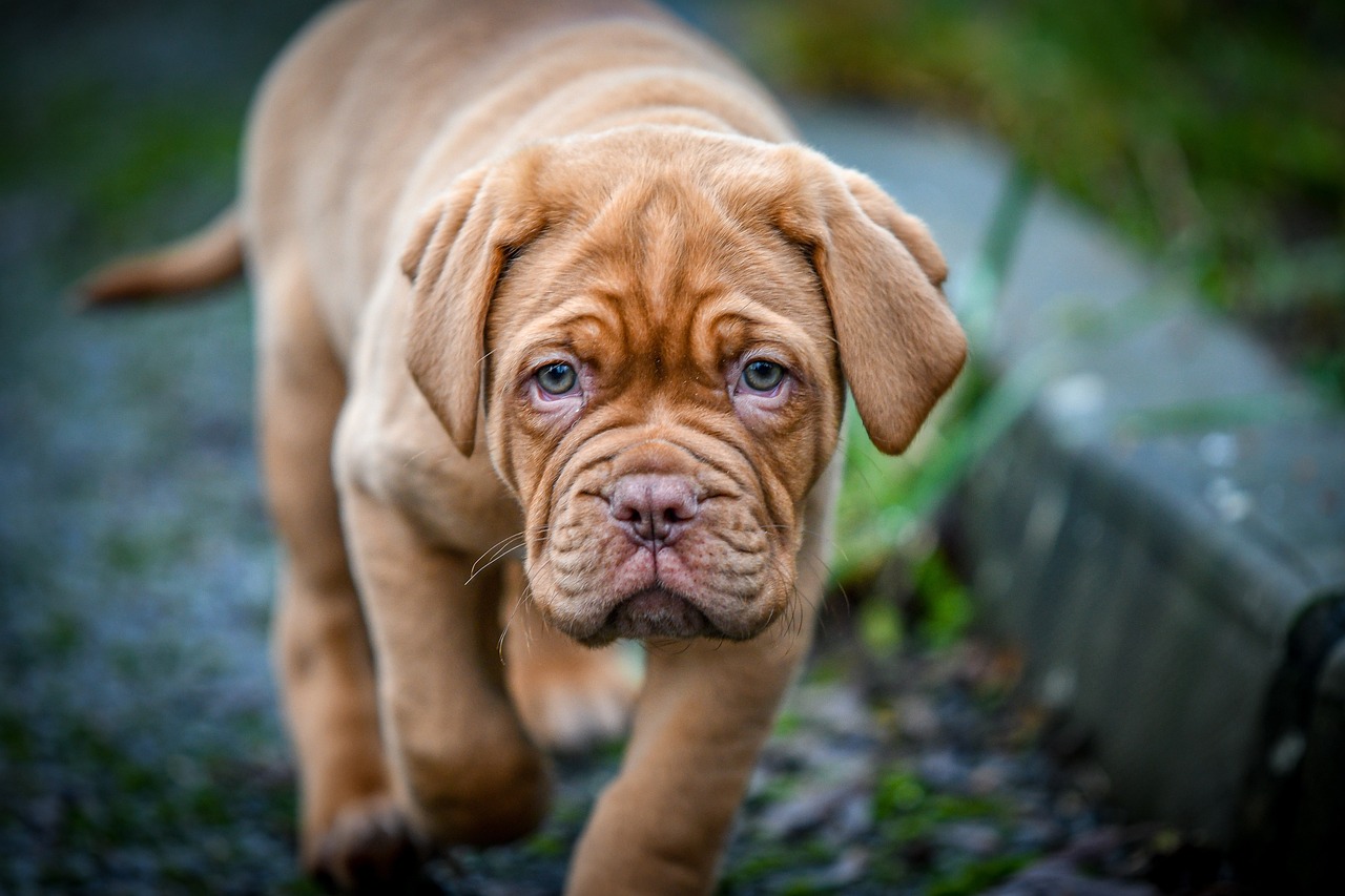 Best Dog Foods for Dogue de Bordeaux: Kibble, Fresh, and Raw