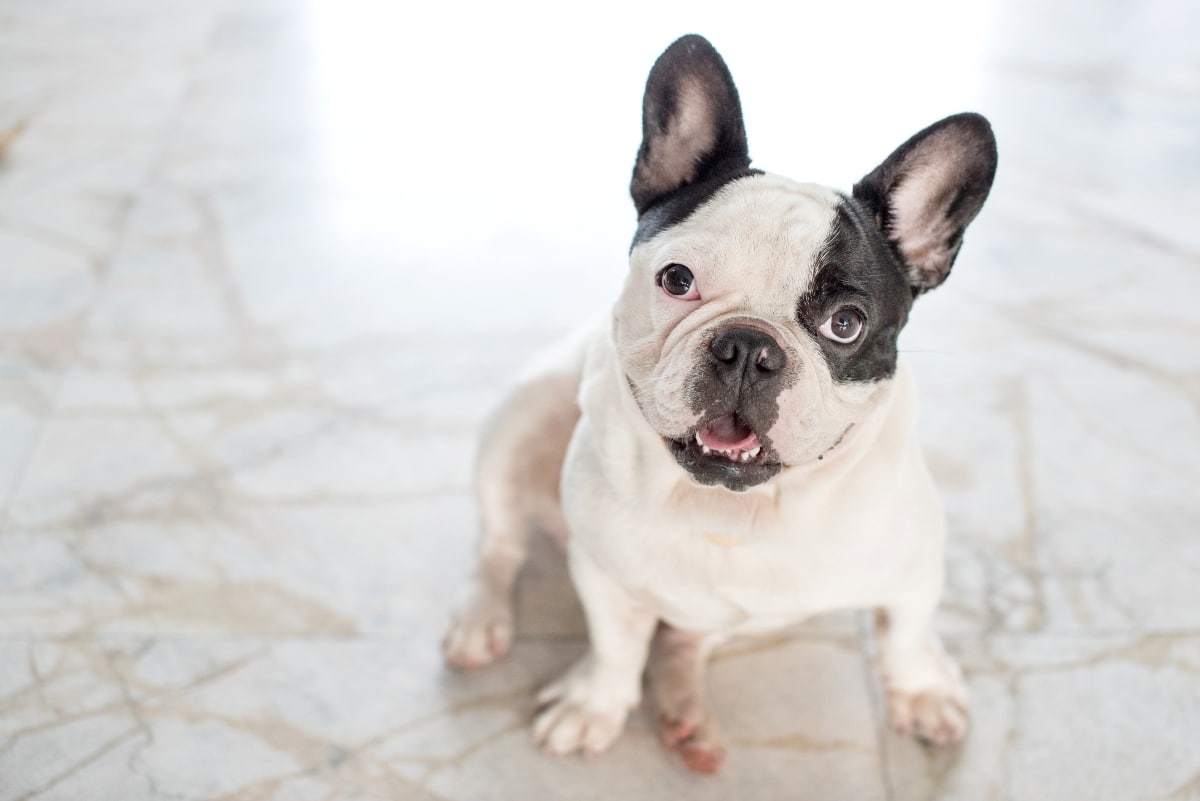 Best Dog Foods for French Bulldogs: Fresh, Kibble, and Raw