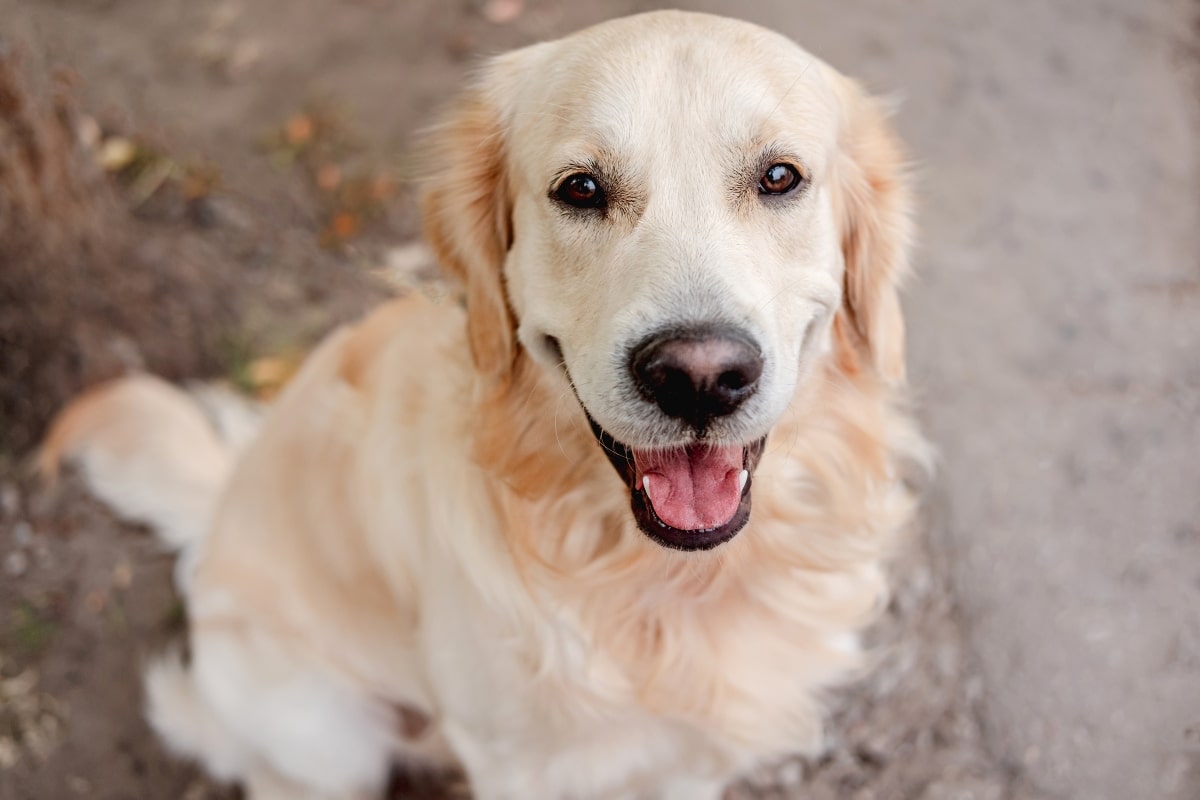 Best Dog Foods for Golden Retrievers: Fresh, Kibble, and Raw