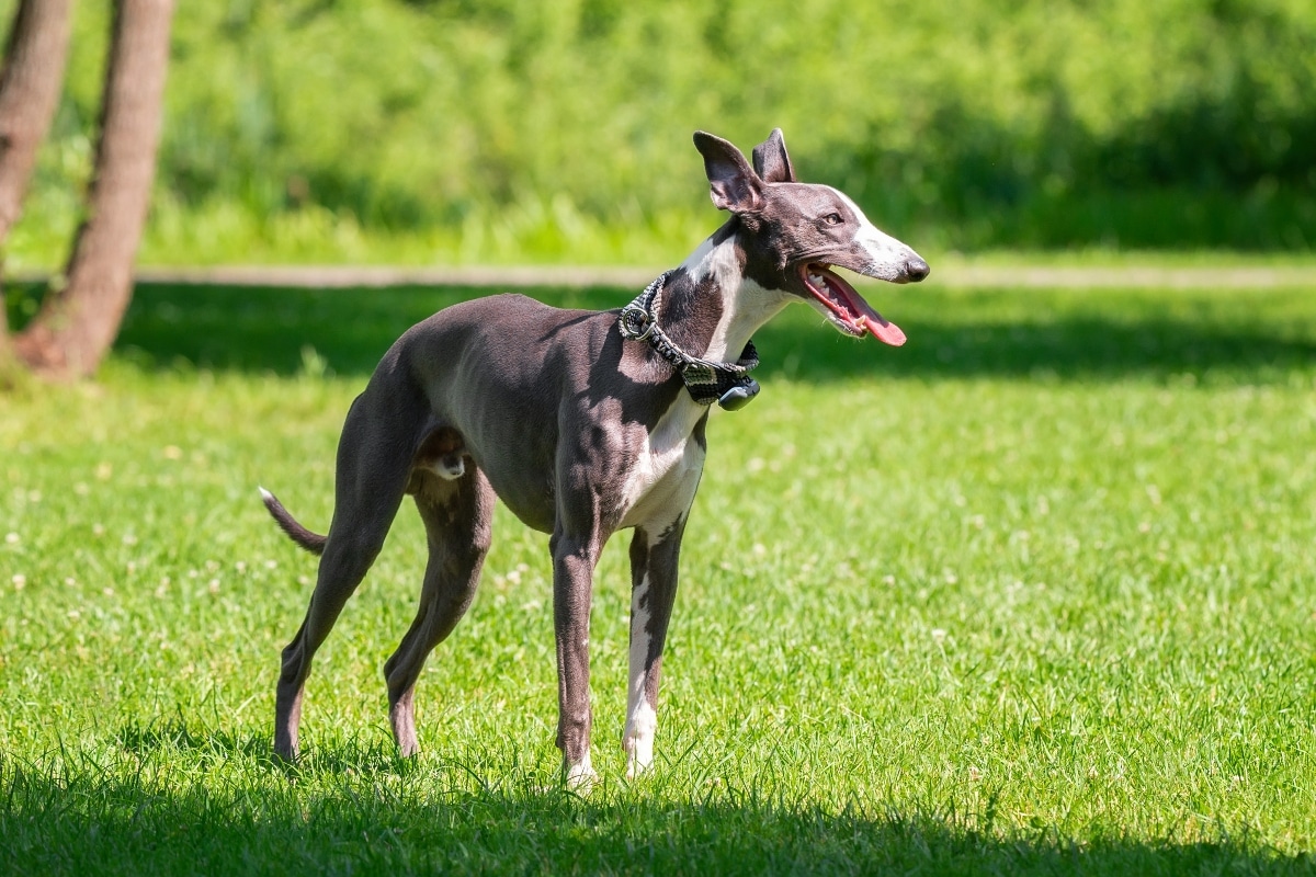 Best Dog Foods for Greyhounds: Fresh, Kibble, and Raw Options