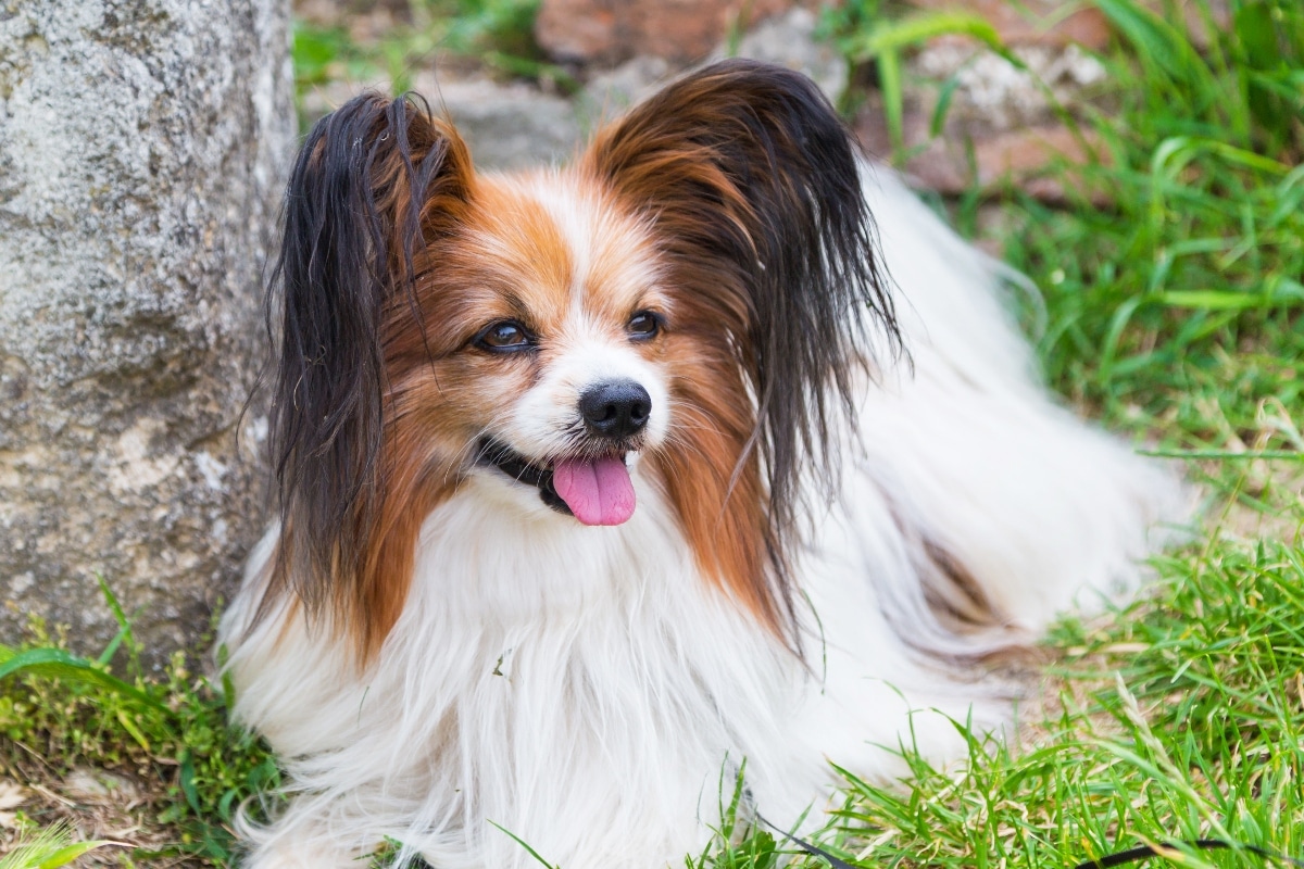 Best Dog Foods for Papillons: Top Picks and Buying Tips