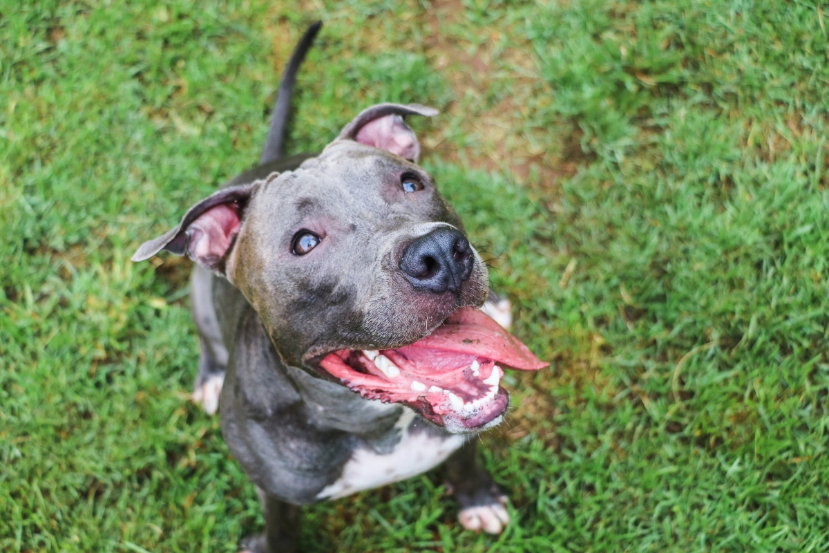 Best Dog Foods for Pitbulls: Fresh, Kibble, and Raw Options