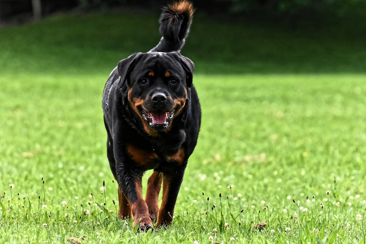 Best Dog Foods for Rottweilers: Fresh, Kibble, and Raw Options