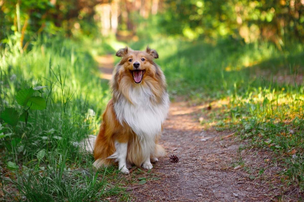 Best Dog Foods for Shelties: Fresh, Kibble, and Raw Options