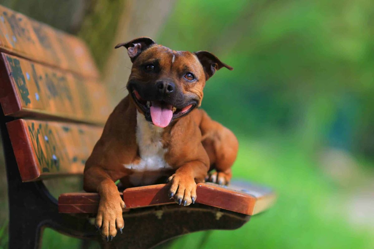 Best Dog Foods for Staffordshire Bull Terriers