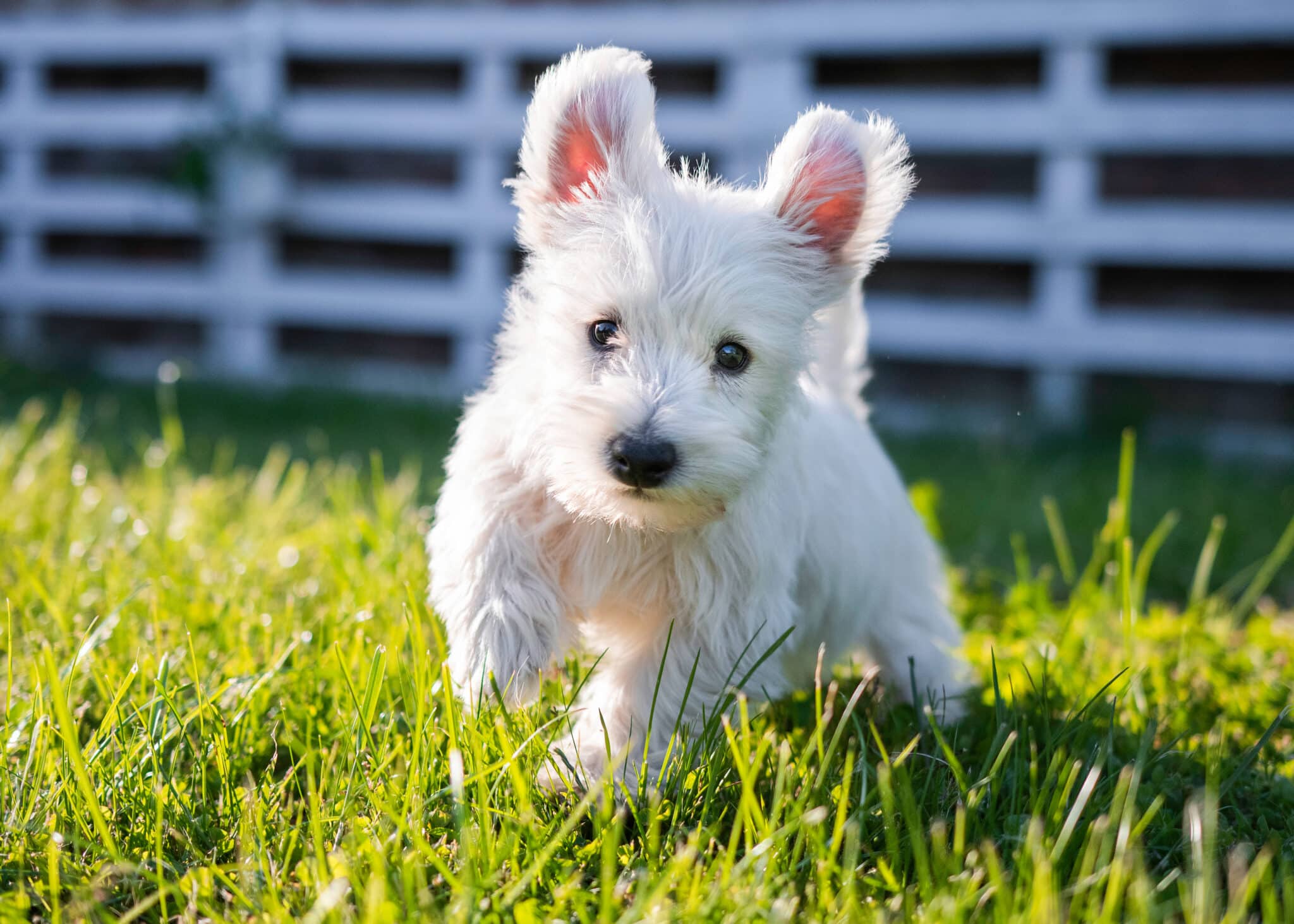 Best Dog Foods for West Highland White Terriers
