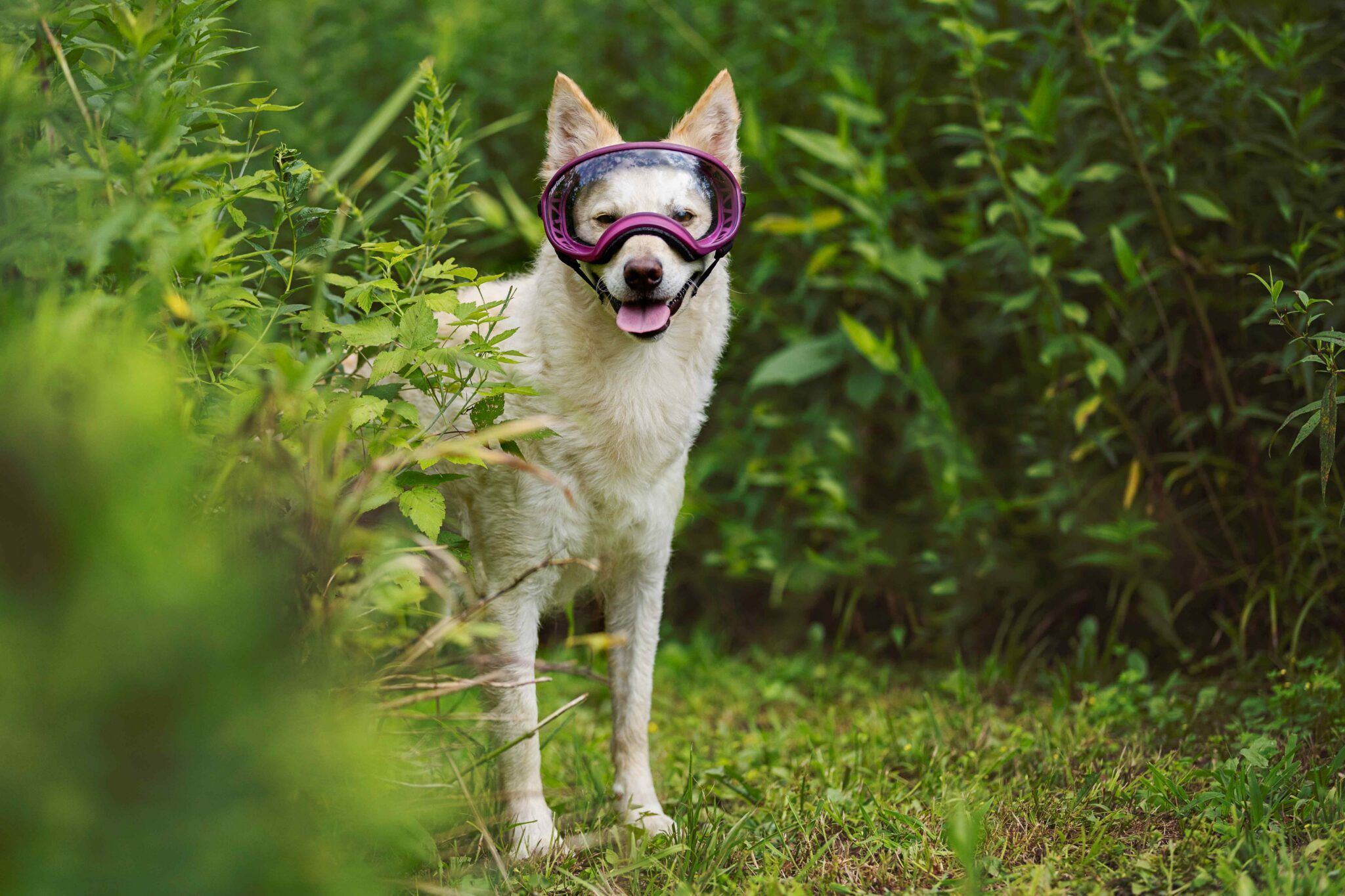 Best Dog Goggles: Protection, Health Benefits, and Top Brands