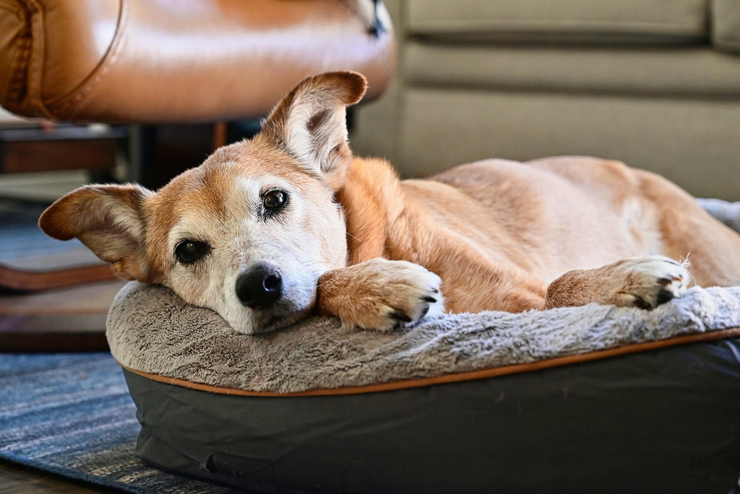 Best Fancy Dog Beds for Style and Comfort
