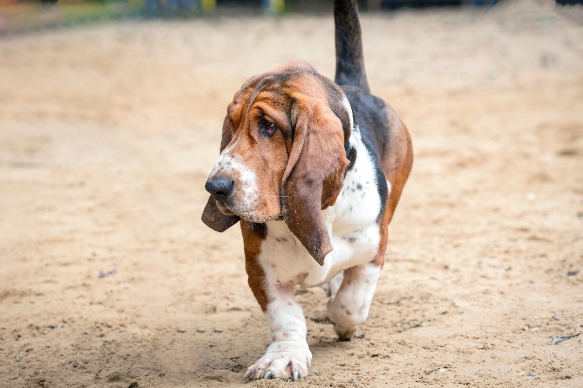 Best Immunity Supplements for Basset Hounds: A Buyer's Guide