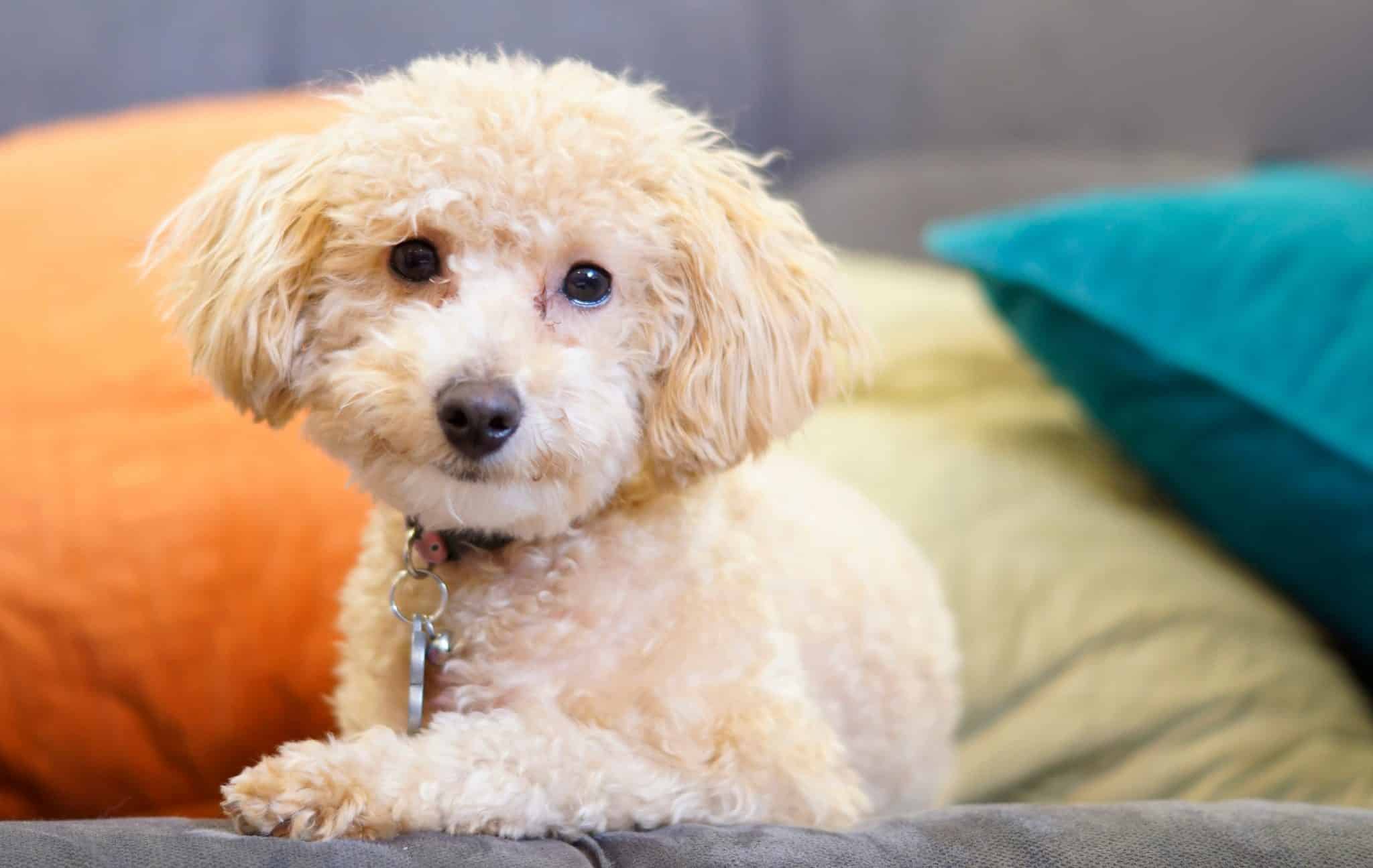 Best Luxury Dog Beds for Comfort, Support, and Style