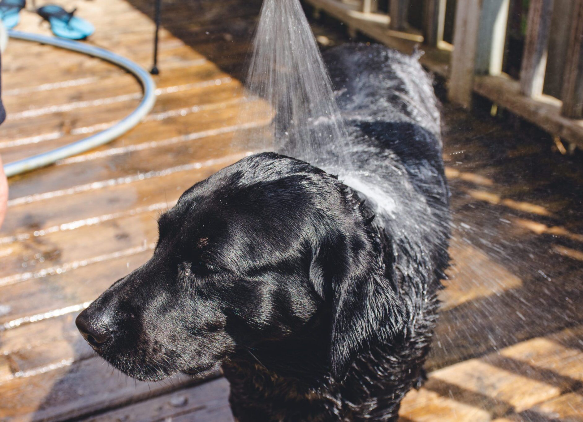 Best Portable Dog Showers for Travel, Camping, and Backyard Use
