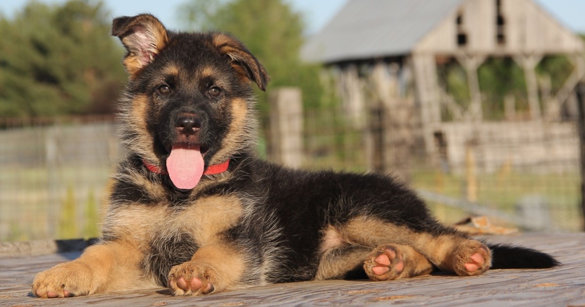 Best Puppy Dog Foods for German Shepherds