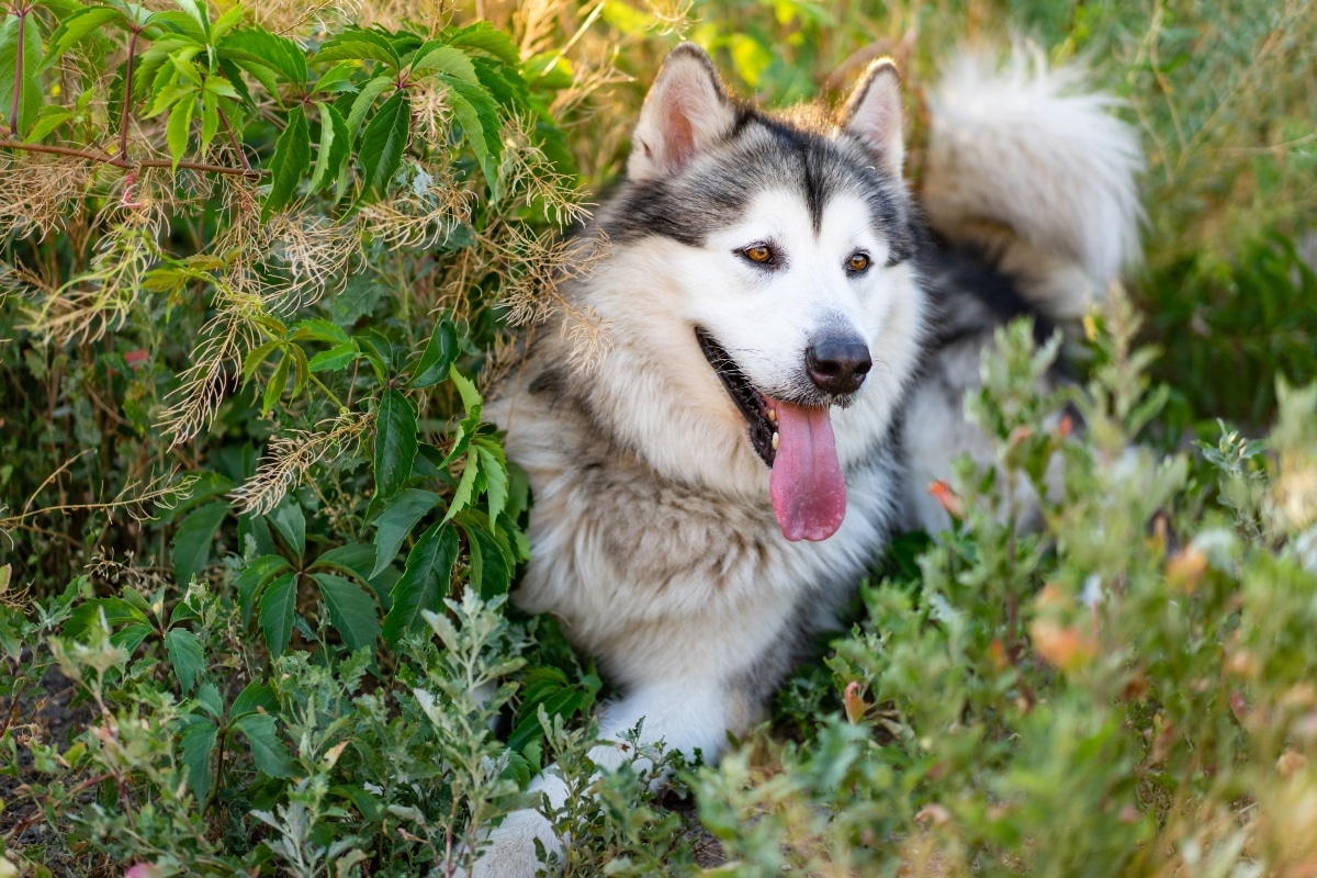 Best Puppy Foods for Alaskan Malamutes: Top Picks