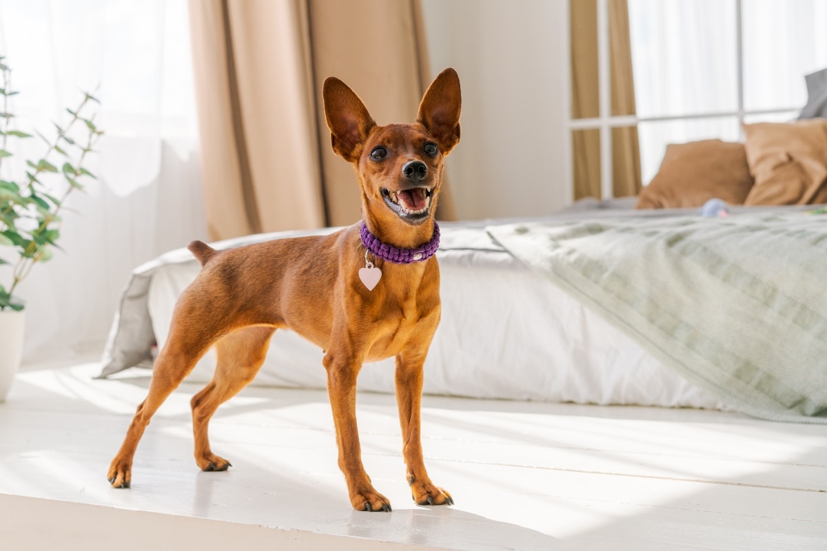 Best Raw Dog Food Brands for Miniature Pinschers