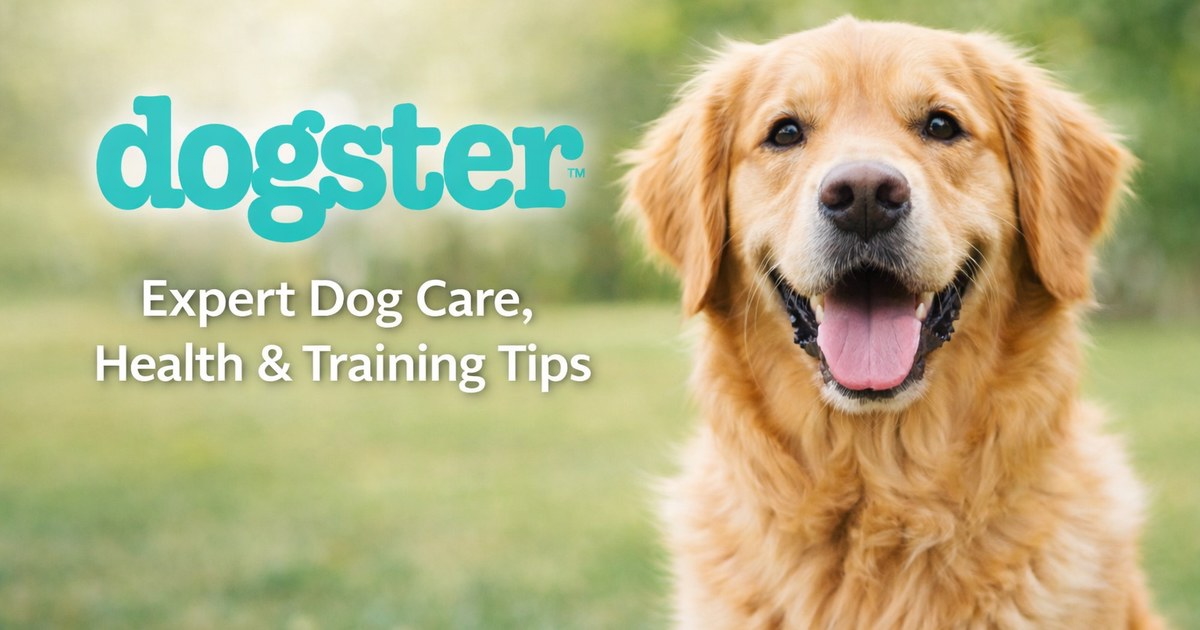 Best Salmon Oil Supplements for Dogs