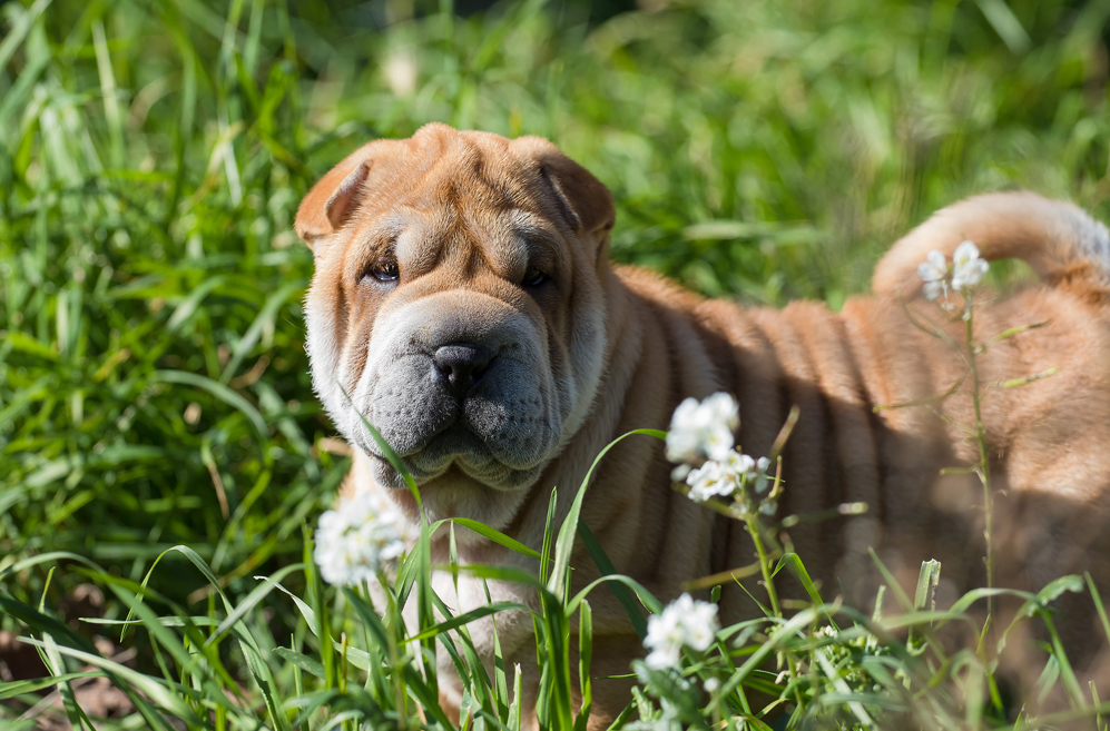 Best Supplements for a Senior Shar Pei