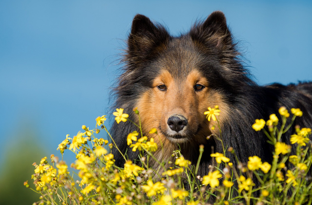 Best Supplements for a Senior Shetland Sheepdog