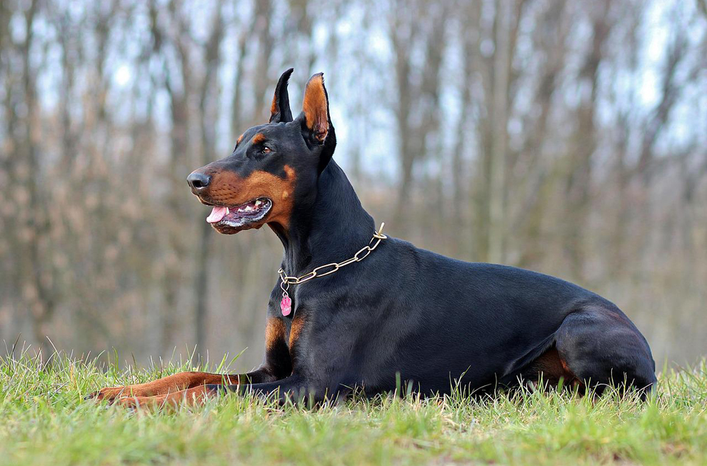 Best Supplements for Senior Dobermans: A Complete Guide